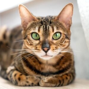 Bengal