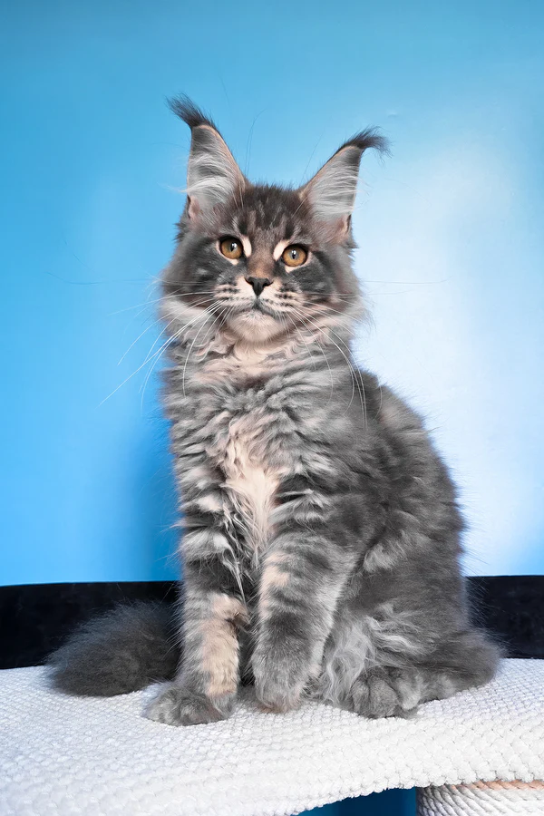 Hi, I'm Bassi - Image 5