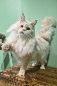 Hi, I'm Jenny