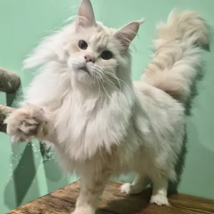 Hi, I'm Jenny