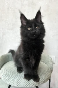 Hi, I'm Louis