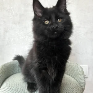 Hi, I'm Louis