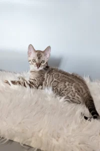 Hi, I'm Wendy