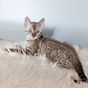 Hi, I'm Wendy