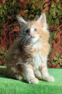 Hi, I'm Fortune