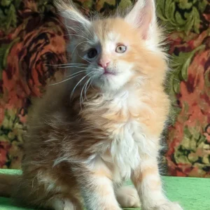 Hi, I'm Fortune