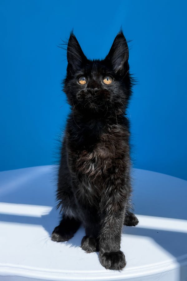 πΎ Meet Han β Your Future Gentle Giant! π€ - Image 2